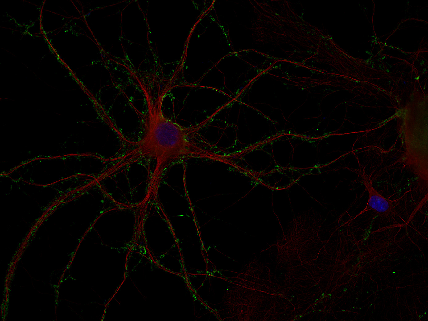 Synaptotagmin1/2 Polyclonal rabbit antiserum - image 2