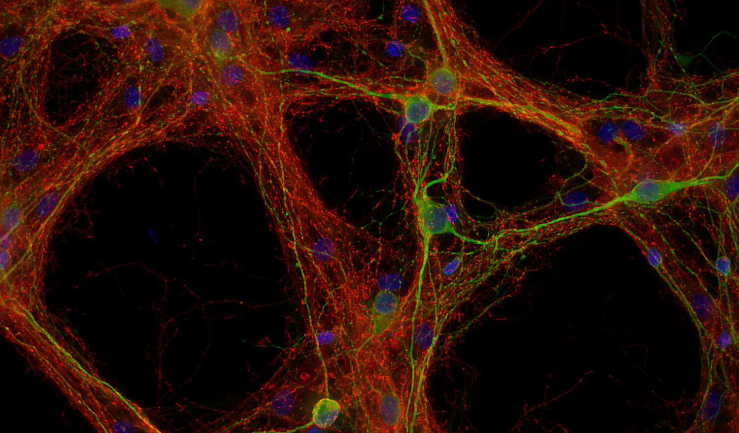 Synaptotagmin1, Recombinant chicken