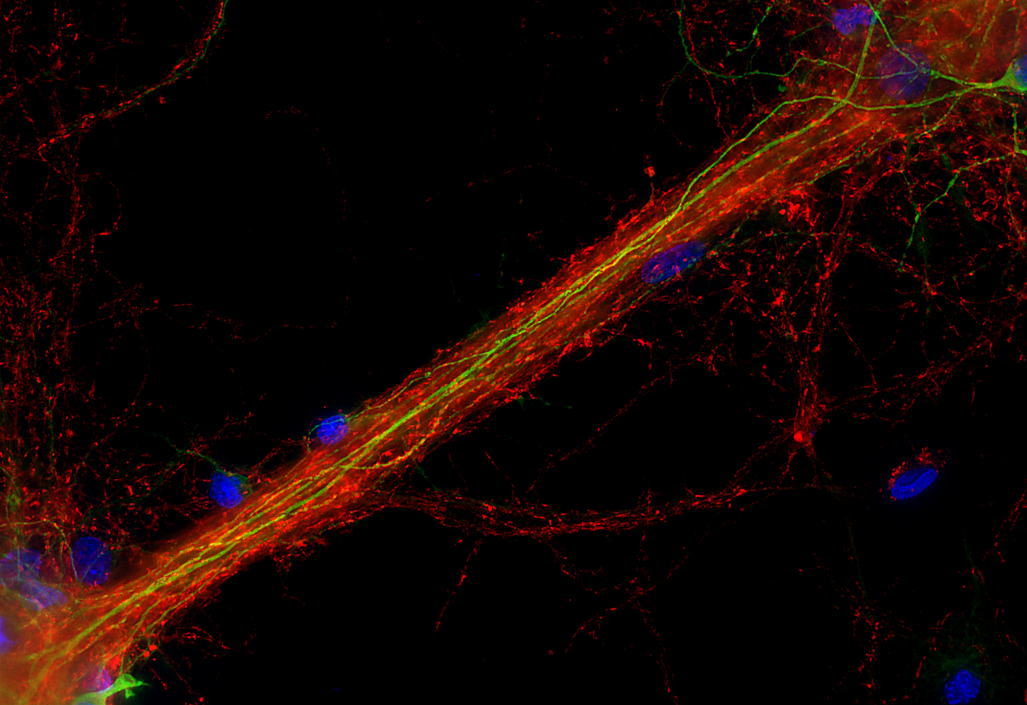 Synaptotagmin1, Recombinant chicken