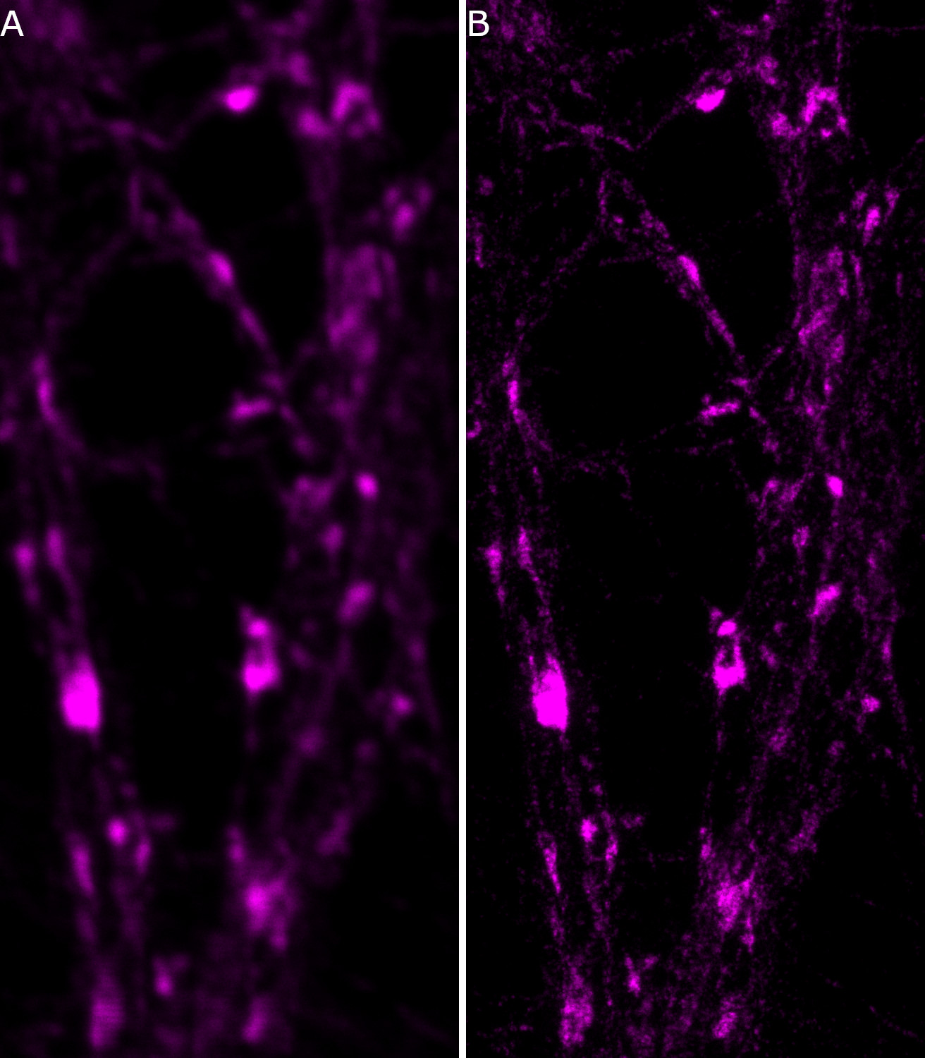 Synaptotagmin1 Monoclonal mouse purified IgG - image 1