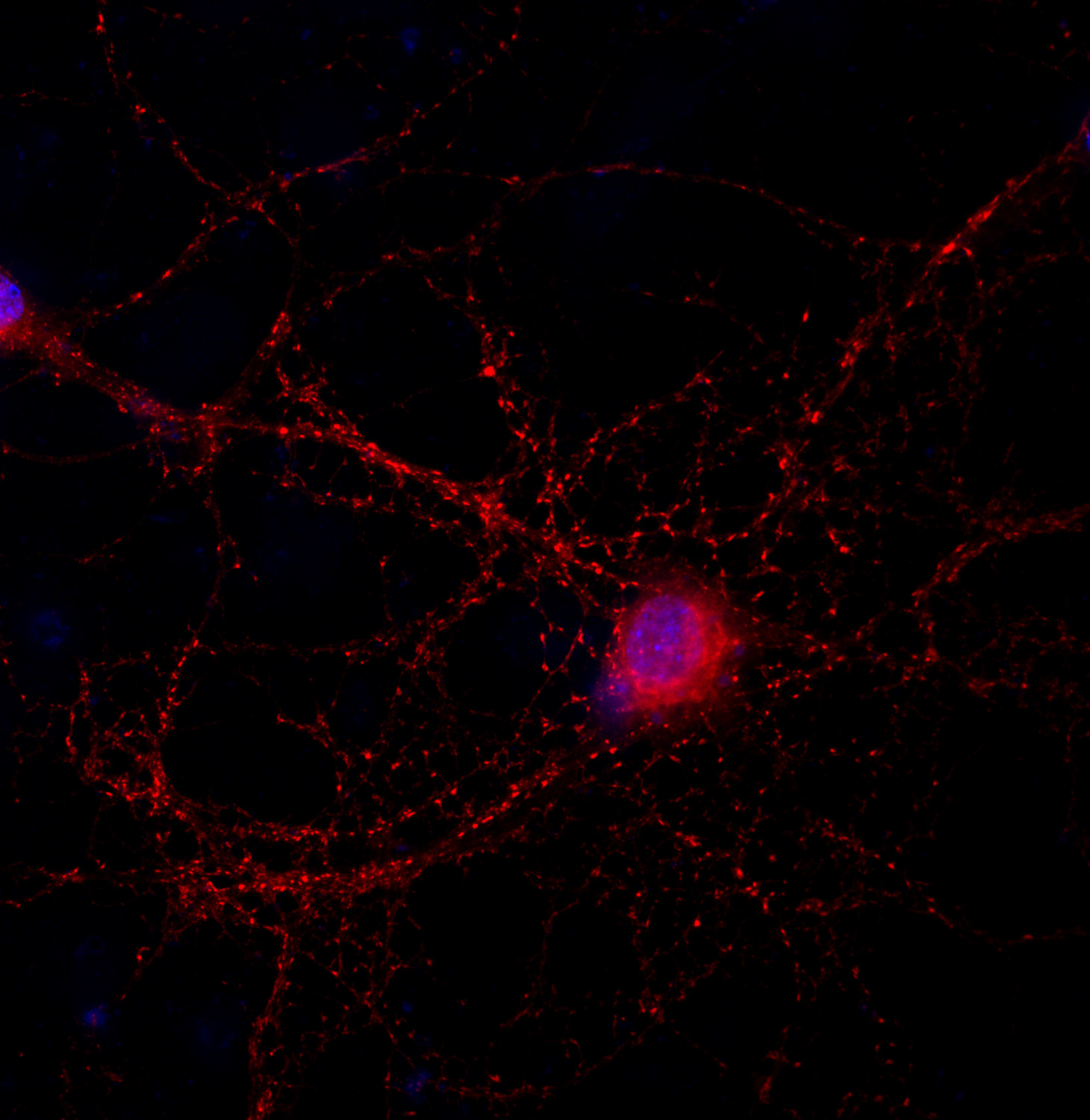 Synaptotagmin1 Monoclonal mouse purified IgG - image 2