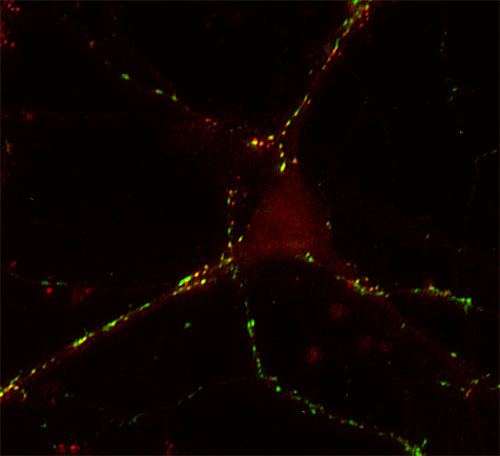 Synaptotagmin3 Polyclonal rabbit purified antibody - image 1
