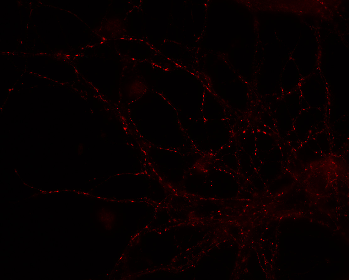 Synaptotagmin1 Polyclonal rabbit purified antibody - image 1