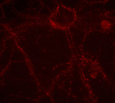 Synaptotagmin1 Polyclonal rabbit purified antibody - image 1