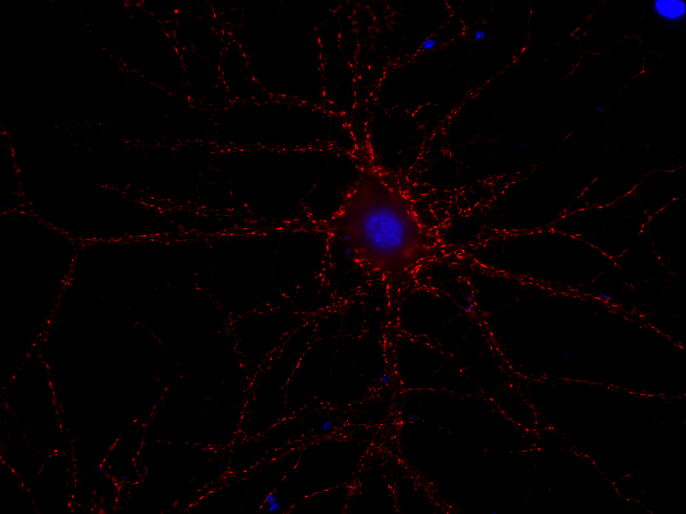 Synaptotagmin1 Recombinant rabbit - image 2