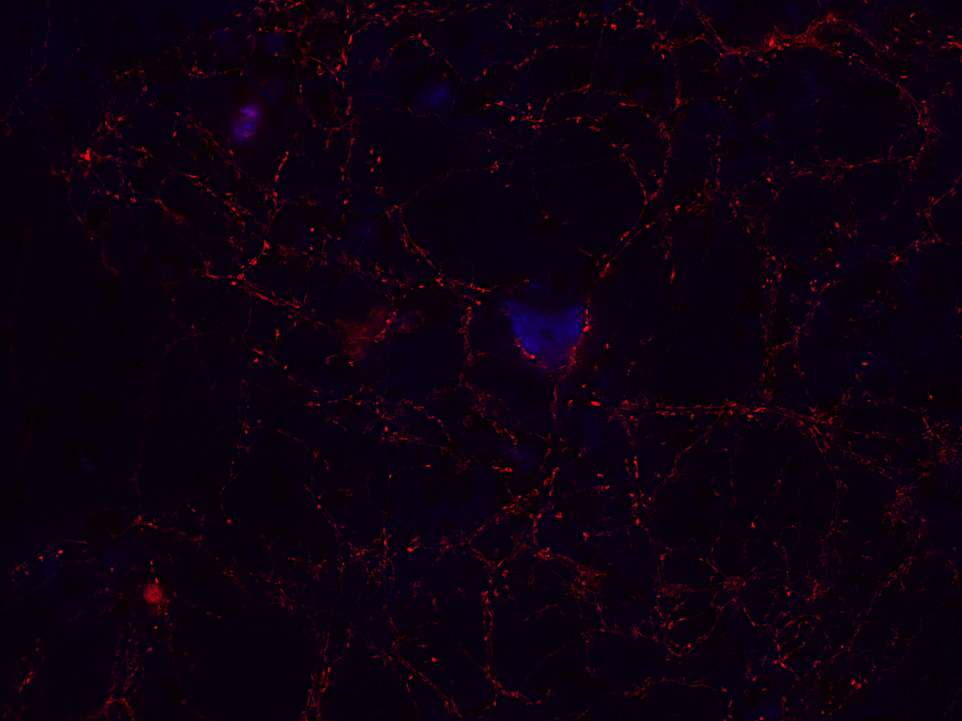 Synaptotagmin1 Recombinant rabbit - image 1