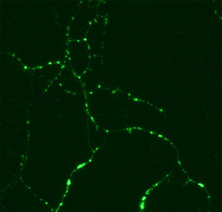 Synaptotagmin1 Monoclonal mouse purified IgG - image 1