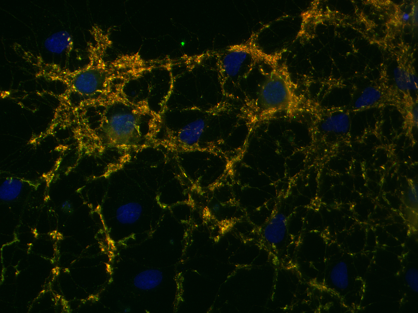 Synaptotagmin1 Recombinant Guinea pig - image 2