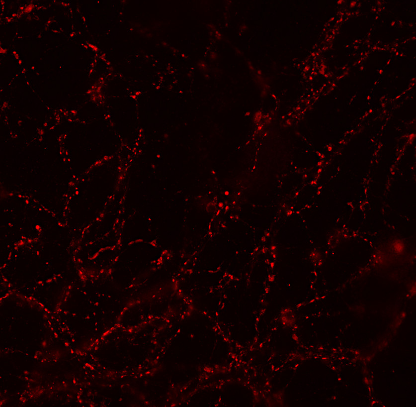 Synaptotagmin1 Monoclonal mouse - image 2