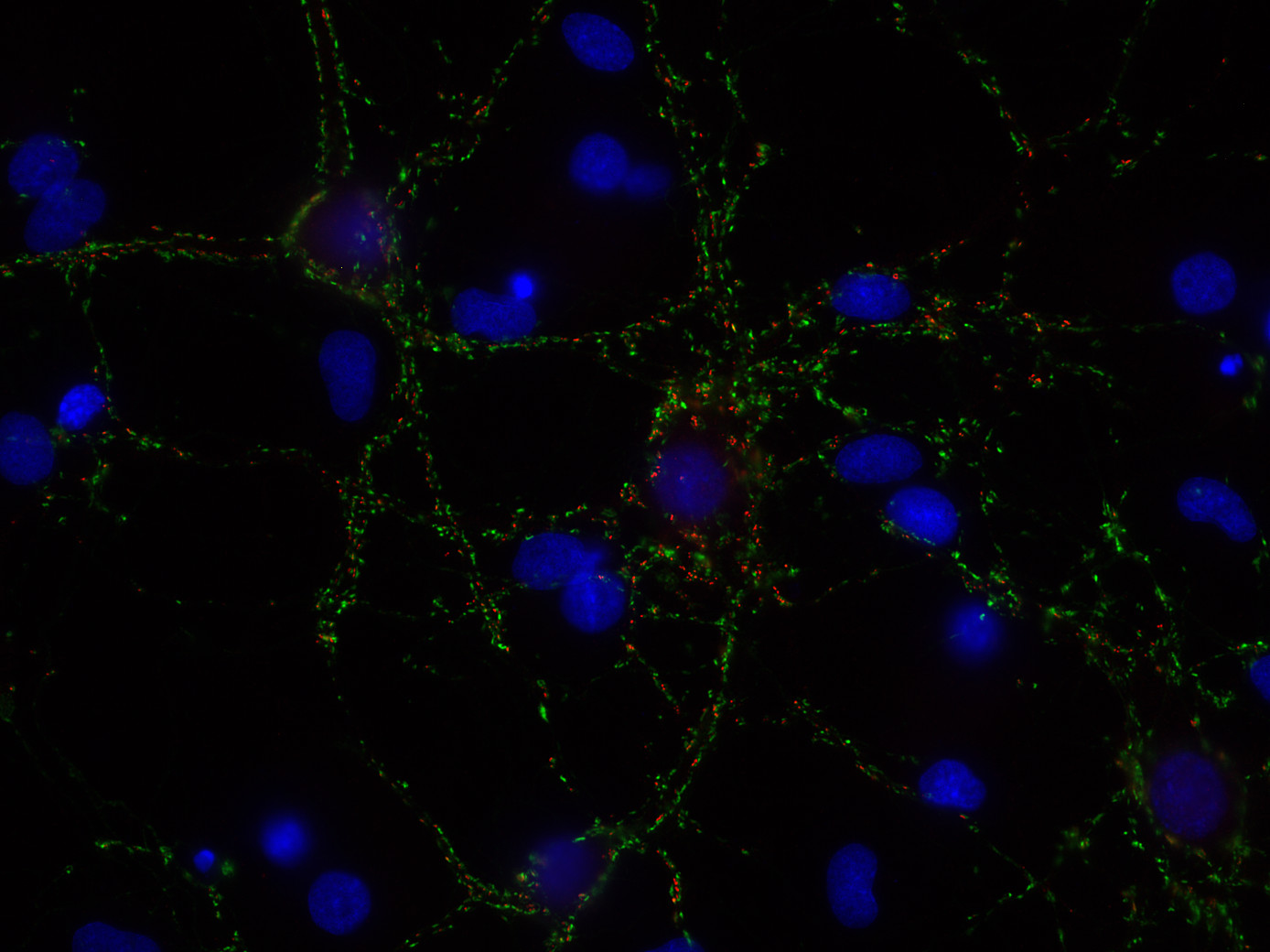 Synapsin1/2 Polyclonal Guinea pig antiserum - image 2