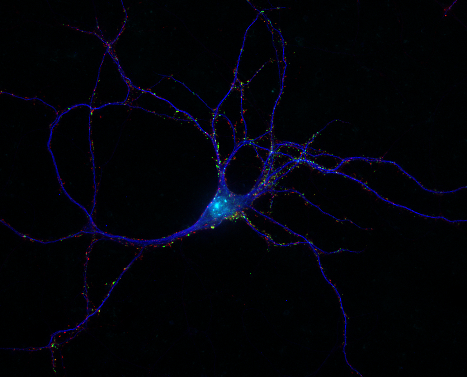 Synapsin1 Recombinant chicken - image 2
