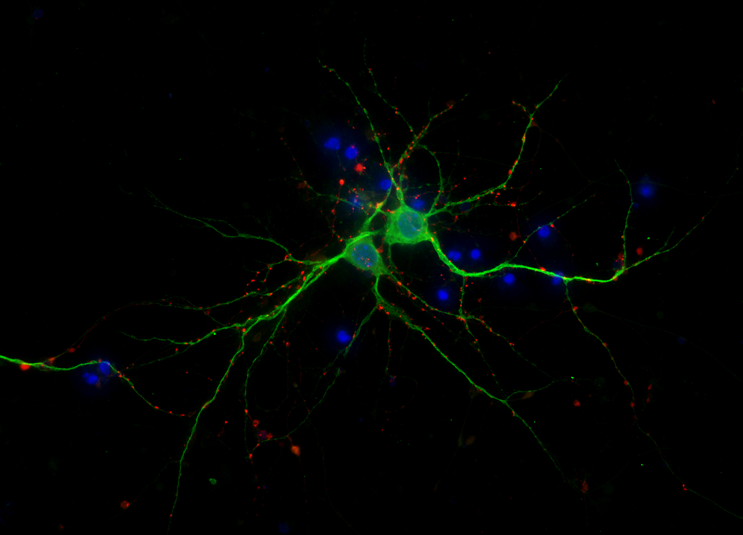 Synapsin1 Recombinant chicken - image 3