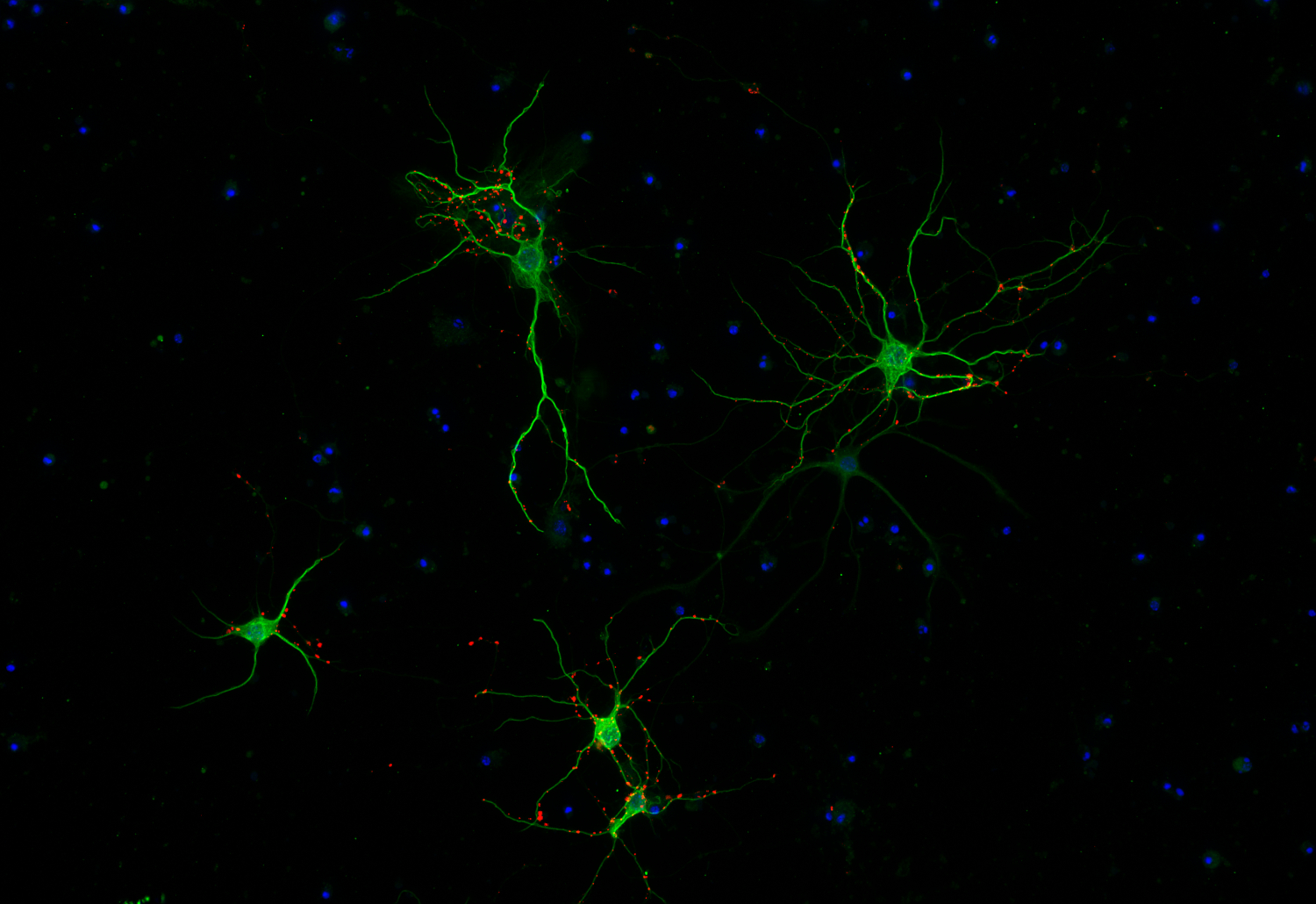 Synapsin1 Recombinant chicken - image 4