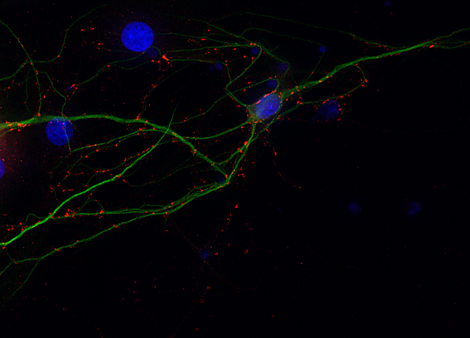 Synapsin2 Recombinant rabbit - image 2