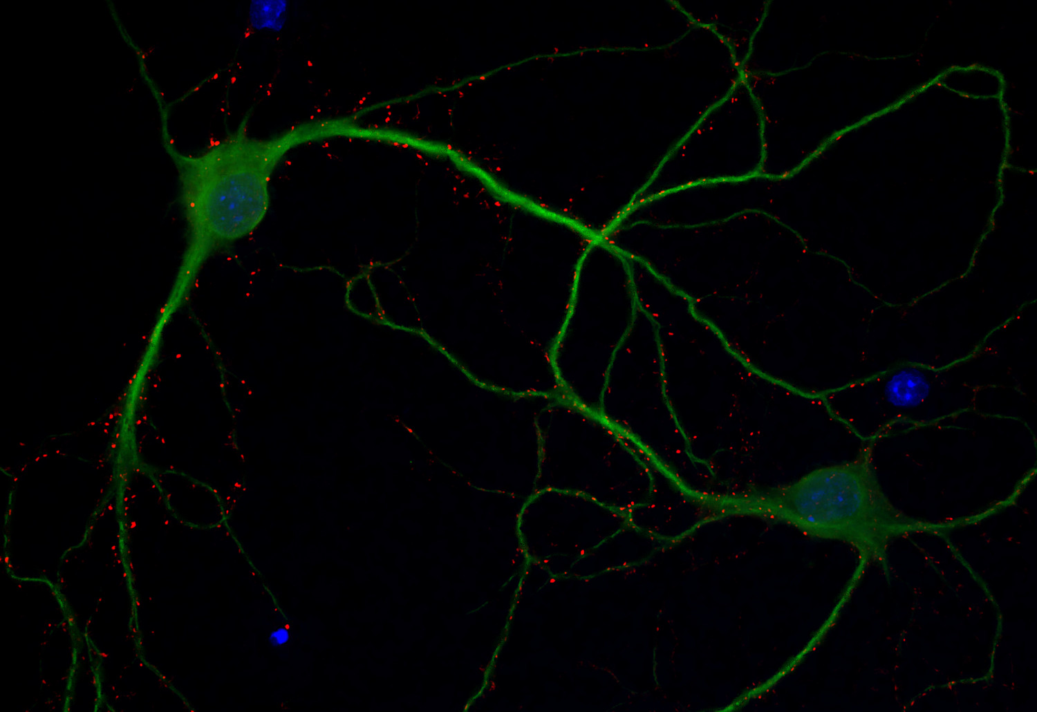 Synapsin2 Monoclonal mouse purified IgG - image 2