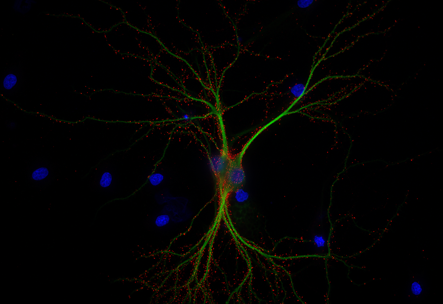 Synapsin2, Recombinant Guinea pig