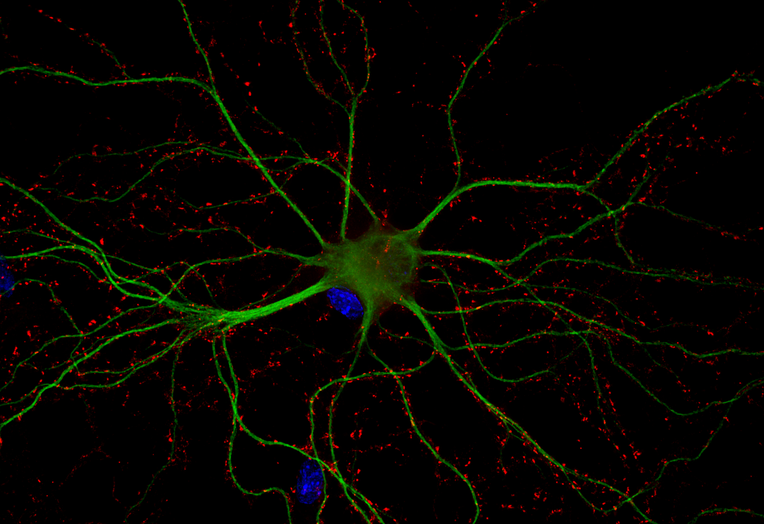 Synapsin2, Recombinant Guinea pig