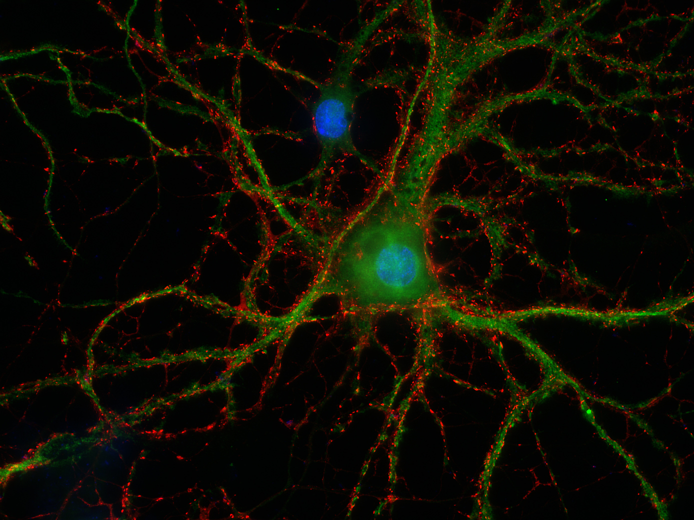 Synapsin1 Recombinant Guinea pig - image 2