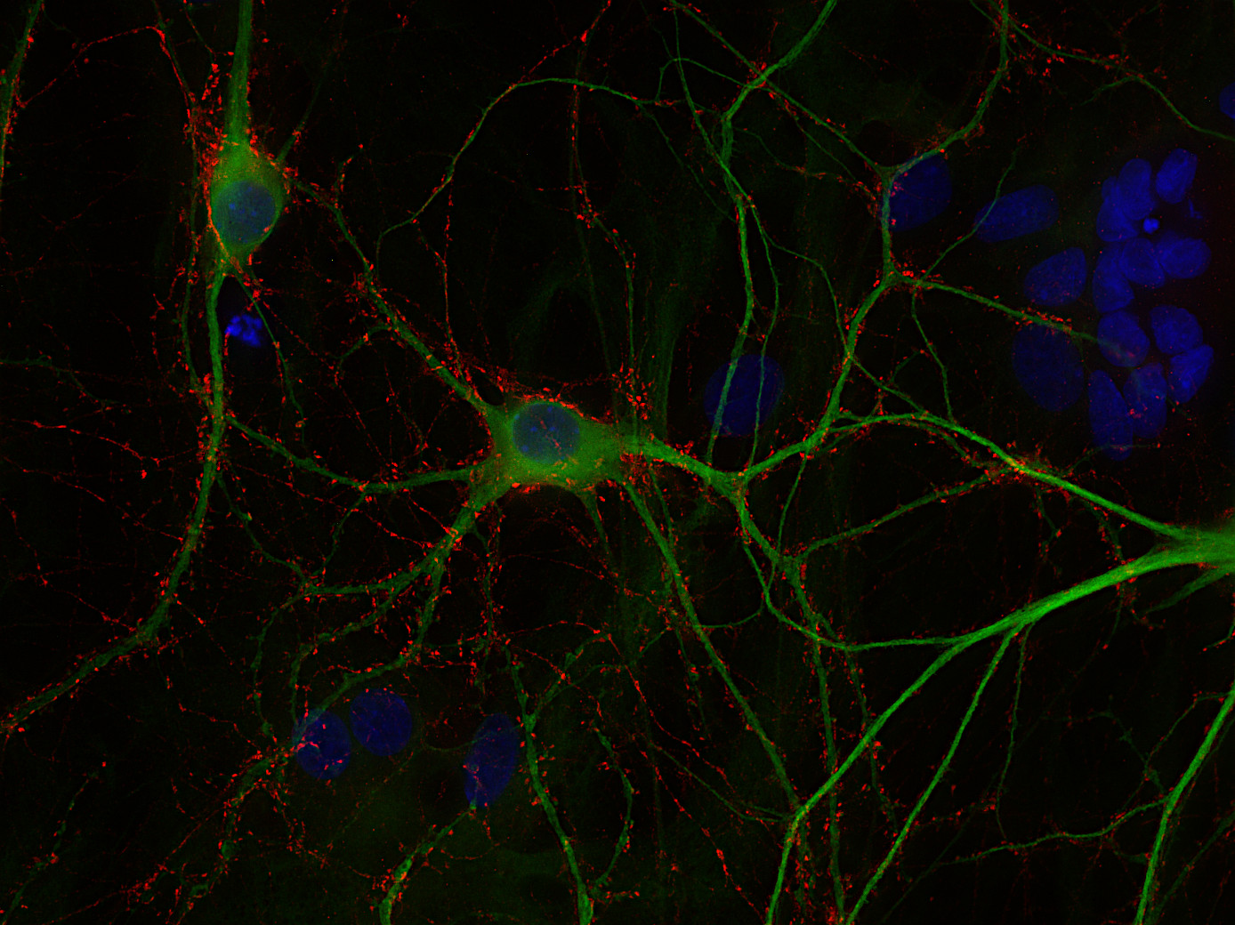 Rab3, Polyclonal rabbit purified antibody