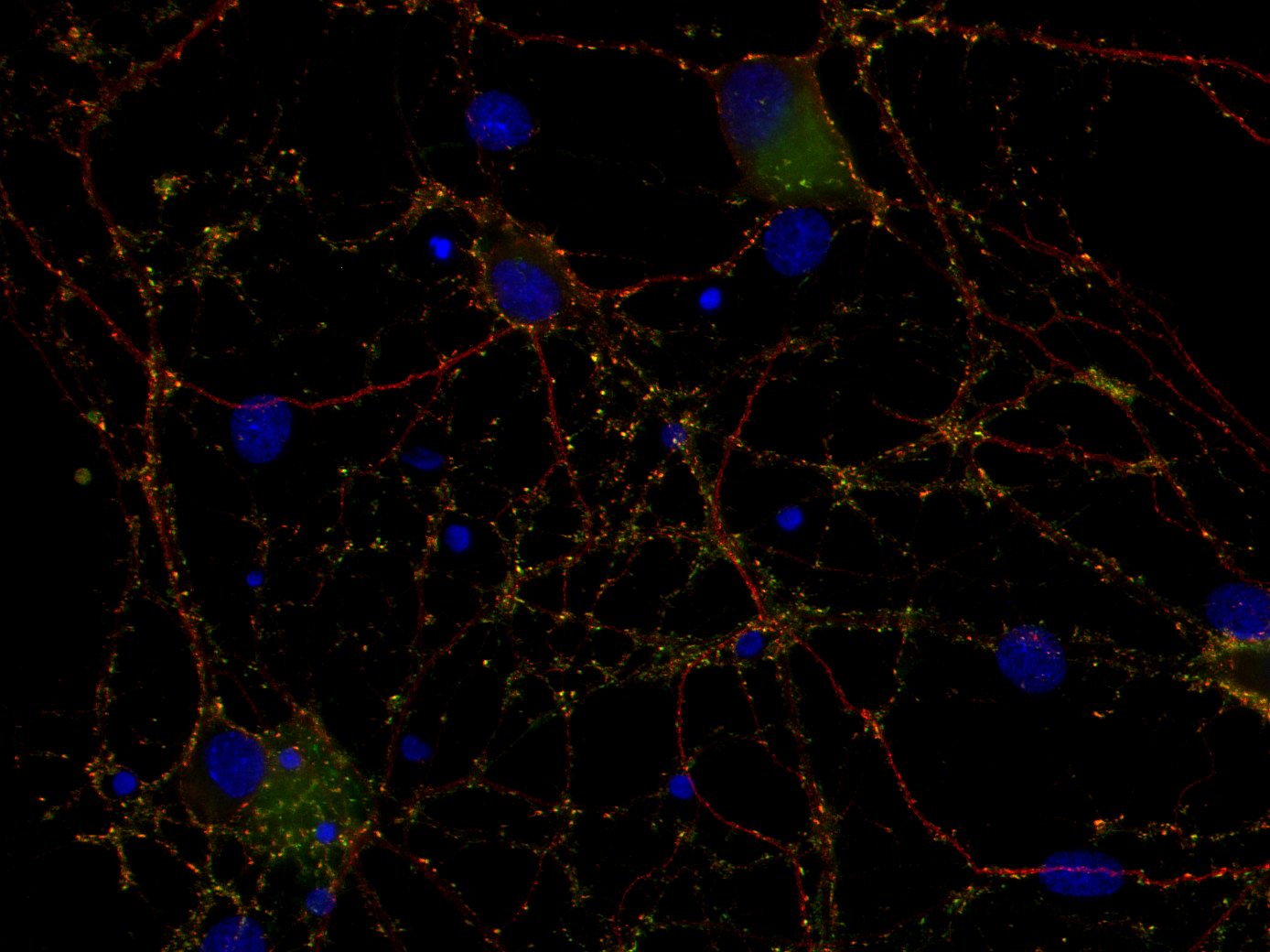 Rab3a Recombinant rabbit - image 3