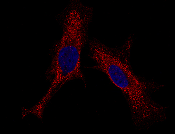 Syntaxin4 Monoclonal mouse purified IgG - image 2