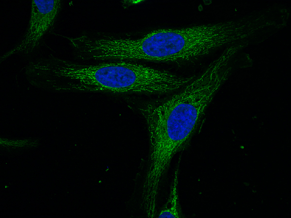 Syntaxin4 Polyclonal rabbit antiserum - image 2