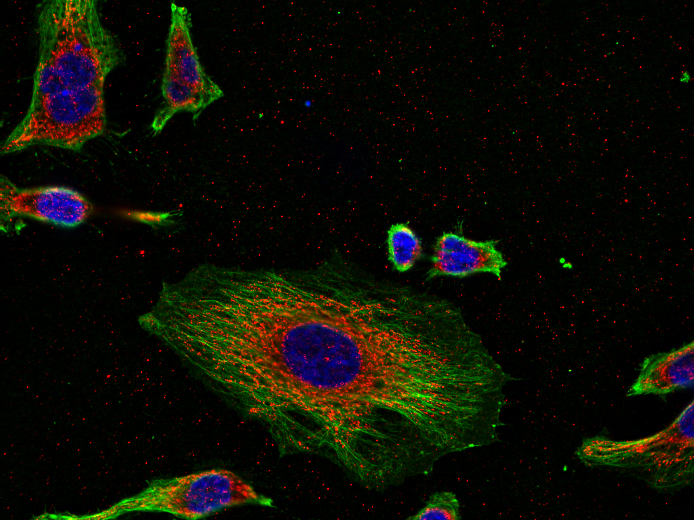 Syntaxin4 Polyclonal rabbit purified antibody - image 2