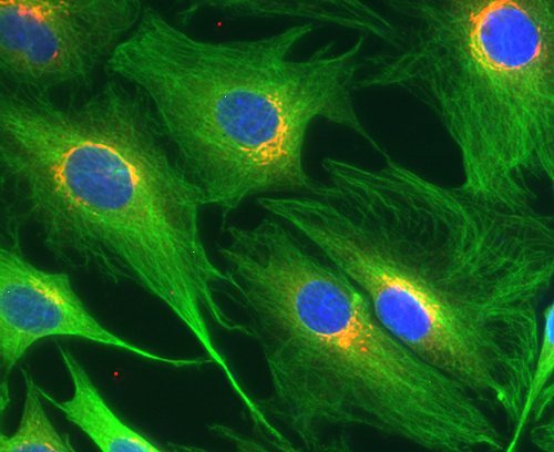 Syntaxin5, Polyclonal rabbit purified antibody
