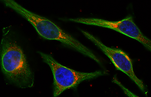 Syntaxin5, Polyclonal rabbit purified antibody