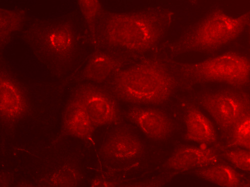 Syntaxin6 Polyclonal rabbit antiserum - image 2