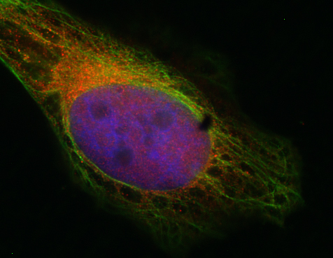 Syntaxin7 Polyclonal rabbit antiserum - image 2