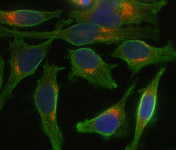 Syntaxin8 Polyclonal rabbit purified antibody - image 2