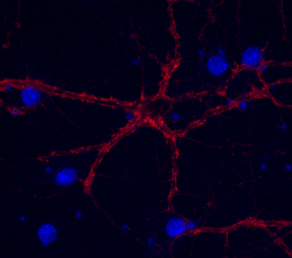Syntaxin1A Monoclonal mouse purified IgG - image 2