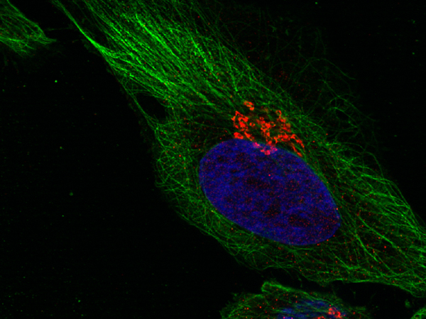 Syntaxin11 Polyclonal rabbit purified antibody - image 3