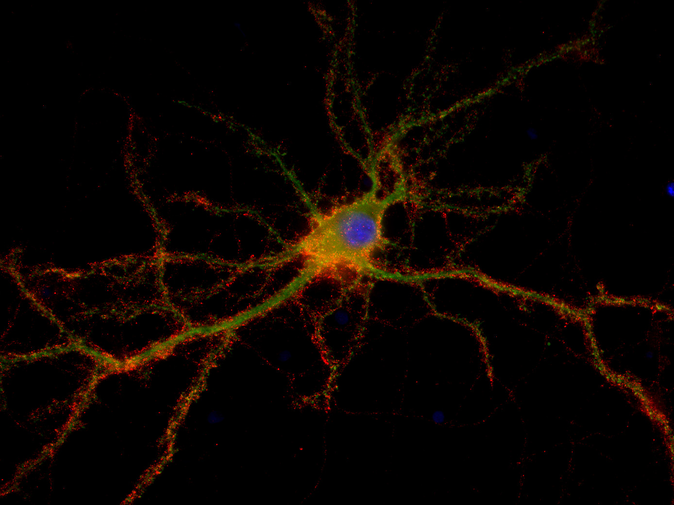 Syntaxin1A Recombinant rabbit - image 2