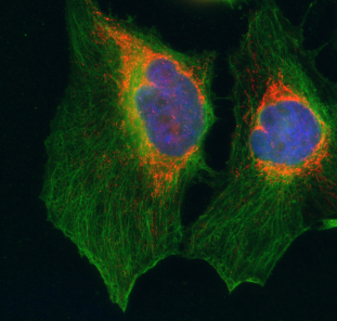 Syntaxin2 Polyclonal rabbit purified antibody - image 2