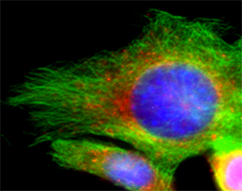 Syntaxin16 Polyclonal rabbit antiserum - image 2