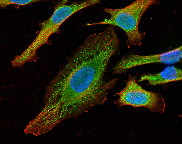 Syntaxin18, Polyclonal rabbit purified antibody