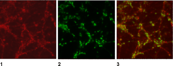 Syntaxin1A Polyclonal rabbit antiserum - image 2