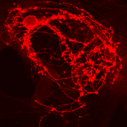 Syntaxin1B Polyclonal rabbit antiserum - image 2