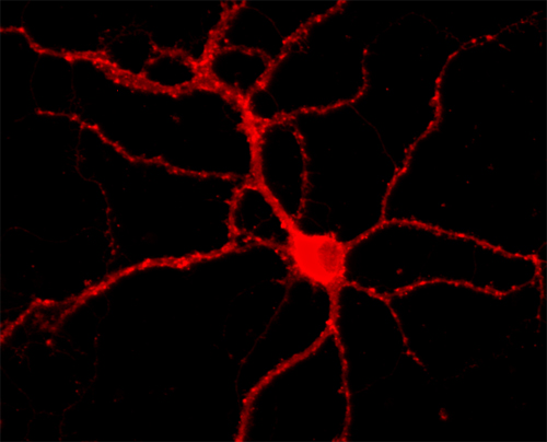Dynamin3, Polyclonal rabbit antiserum