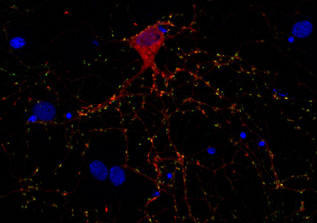 Complexin1/2 Polyclonal Guinea pig antiserum - image 2