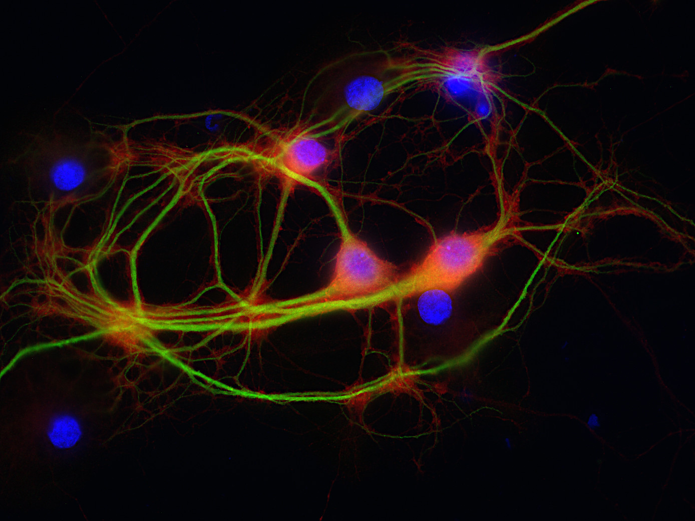 Complexin1/2 Polyclonal rabbit antiserum - image 2