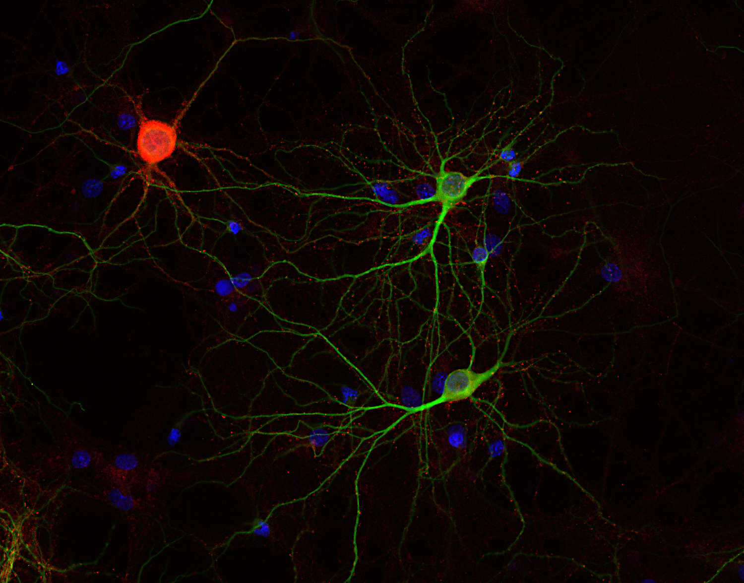 Complexin2, Polyclonal rabbit purified antibody