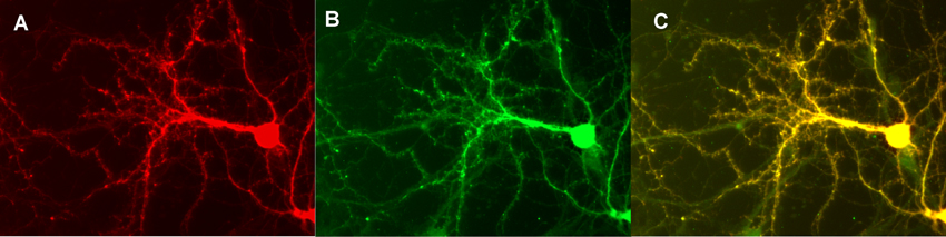 NSF, Polyclonal rabbit antiserum