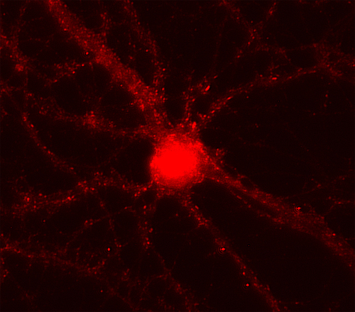 alpha/beta Synuclein Monoclonal mouse purified IgG - image 1
