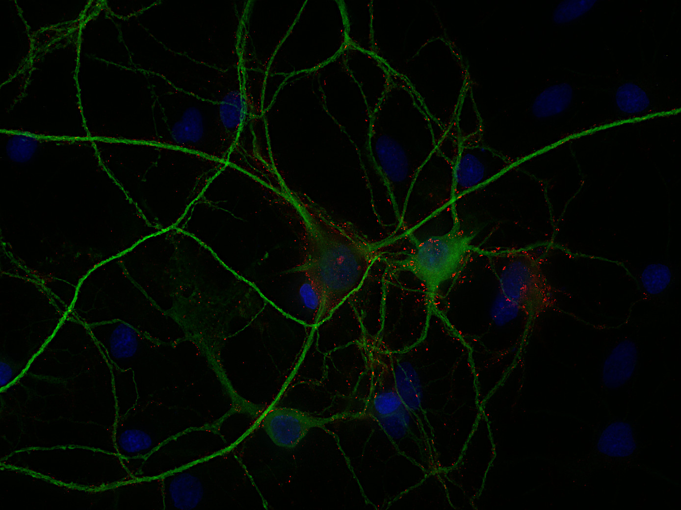 Neuroligin2 Recombinant rabbit - image 2