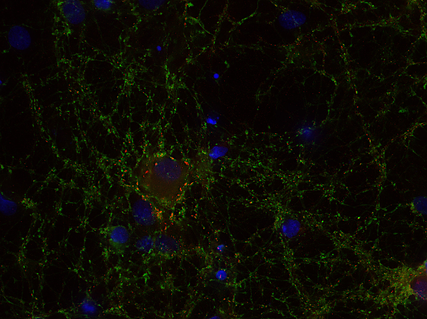 Neuroligin2 Recombinant rabbit - image 3