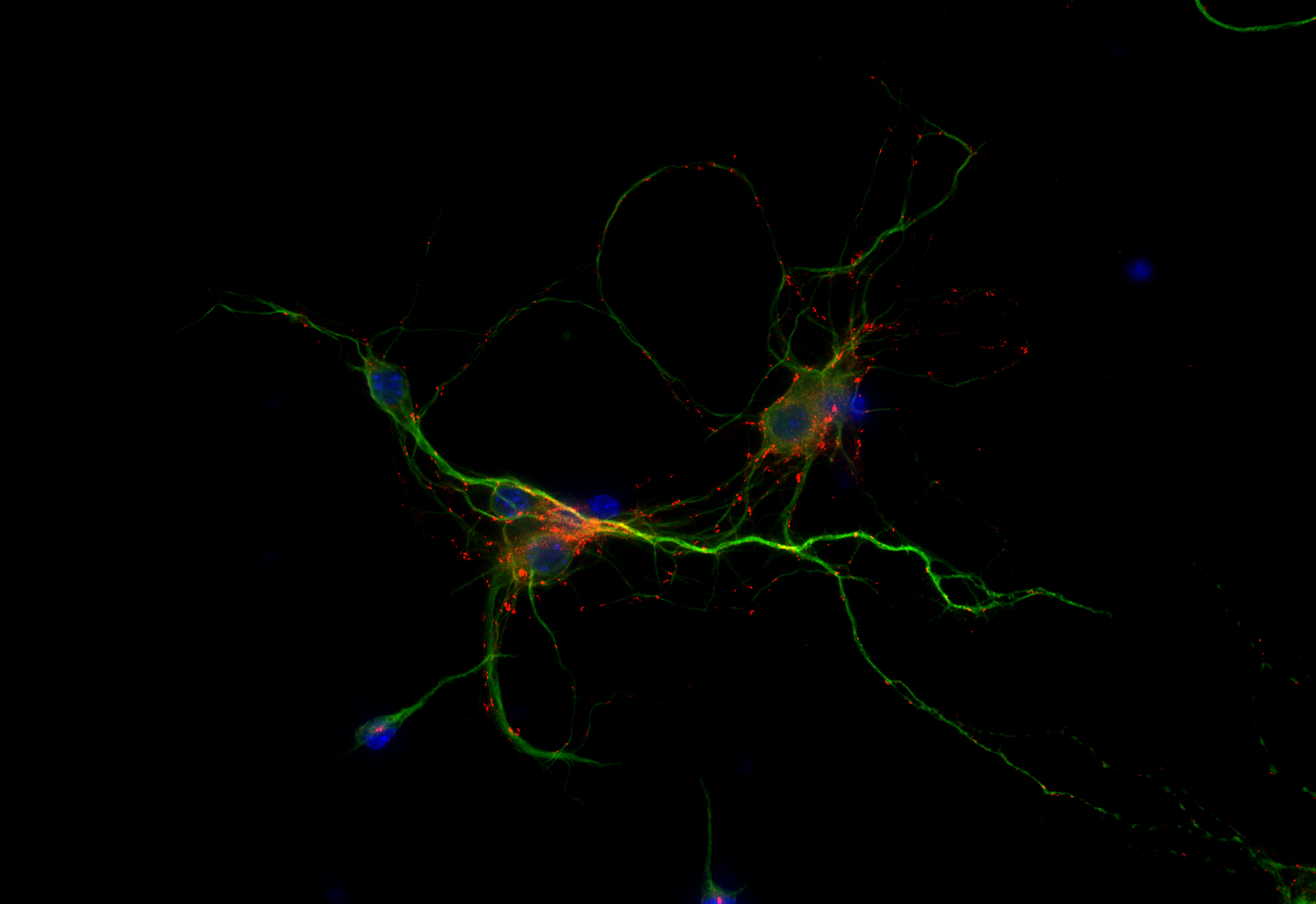 Neuroligin2 Recombinant Guinea pig - image 2