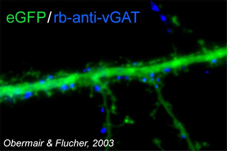 VGAT, Polyclonal rabbit antiserum